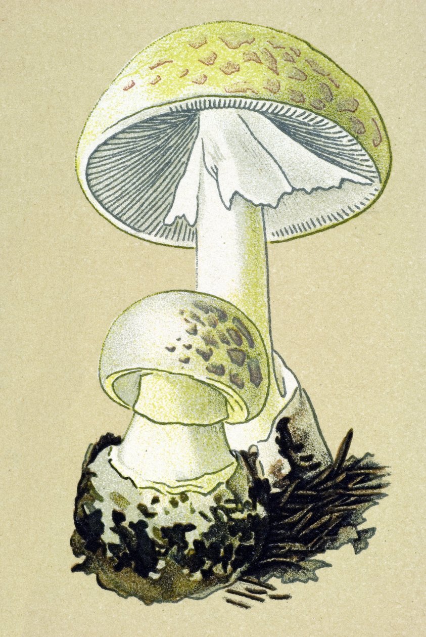 Tábua botânica com fungo tóxico (venoso): amanita falóide (Amanita phalloides) de Unbekannter Künstler