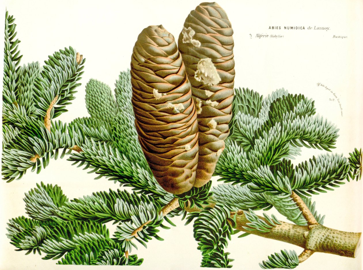 Ilustração botânica/Abies numidica/Algerian fir/Numidie fir de Unbekannt