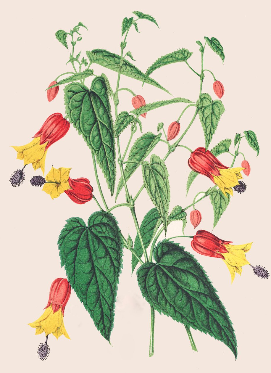 Ilustração botânica/Megapotâmicum/Abutilon megapotâmicum/Abutilon de Unbekannter Künstler