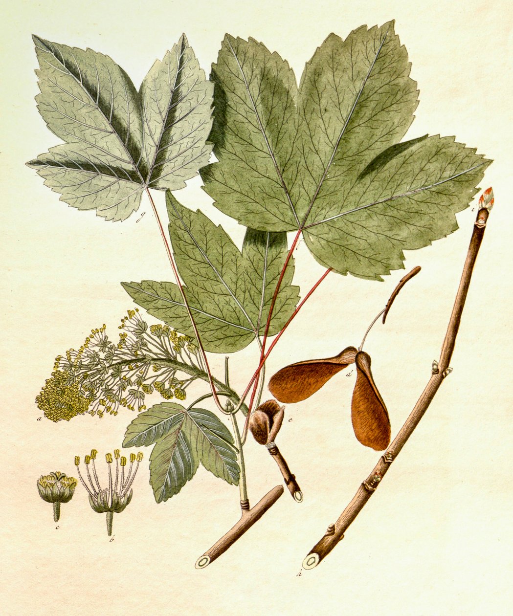 Ilustração botânica/Acer pseudoplatanus/Sycamore Maple de Unbekannt