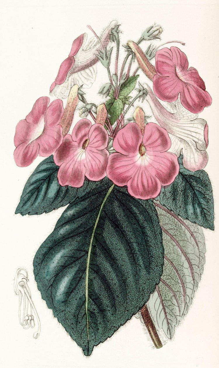Ilustração botânica/Achimenes grandiflora/Achimene tem flores grandes de Unbekannt