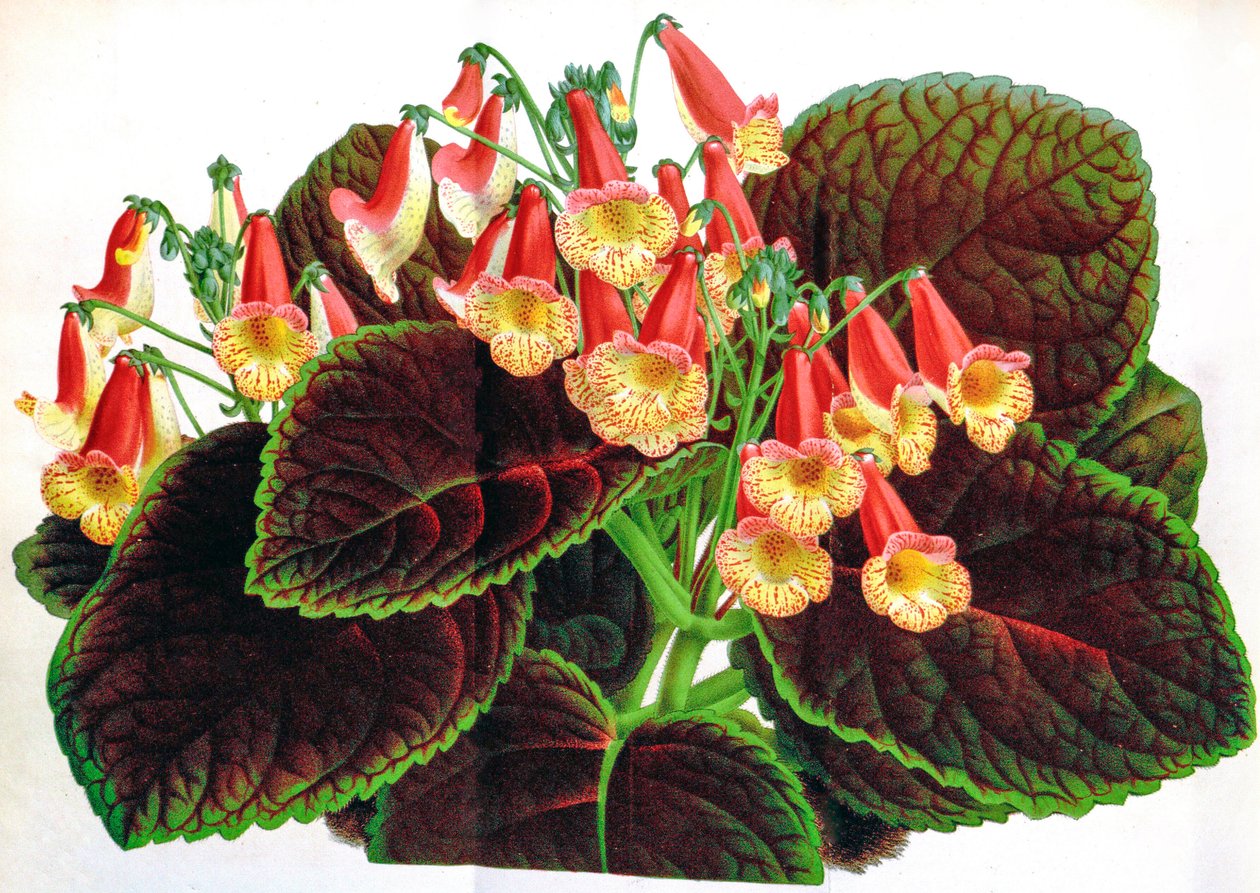 Ilustração botânica/Achimenes naegelioides/Achimene de Unbekannt