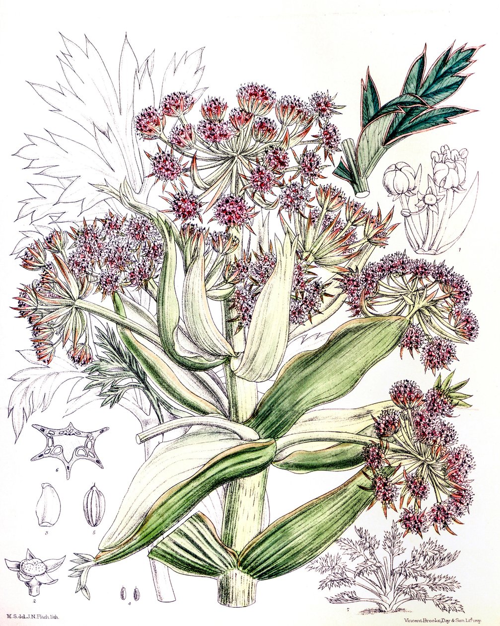 Ilustração botânica/Aciphylla latifolia/Anisotome latifolia/Broad Aciphyll de Unbekannt