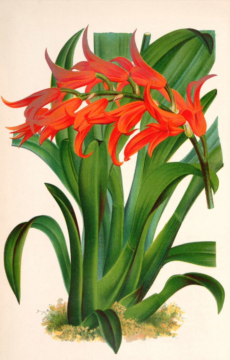 Ilustração botânica/Ada aurantiaca de Unbekannt
