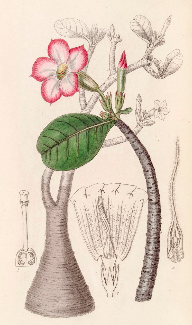 Ilustração botânica/Adenium obesum/Desert rose/Desert rose de Unbekannter Künstler