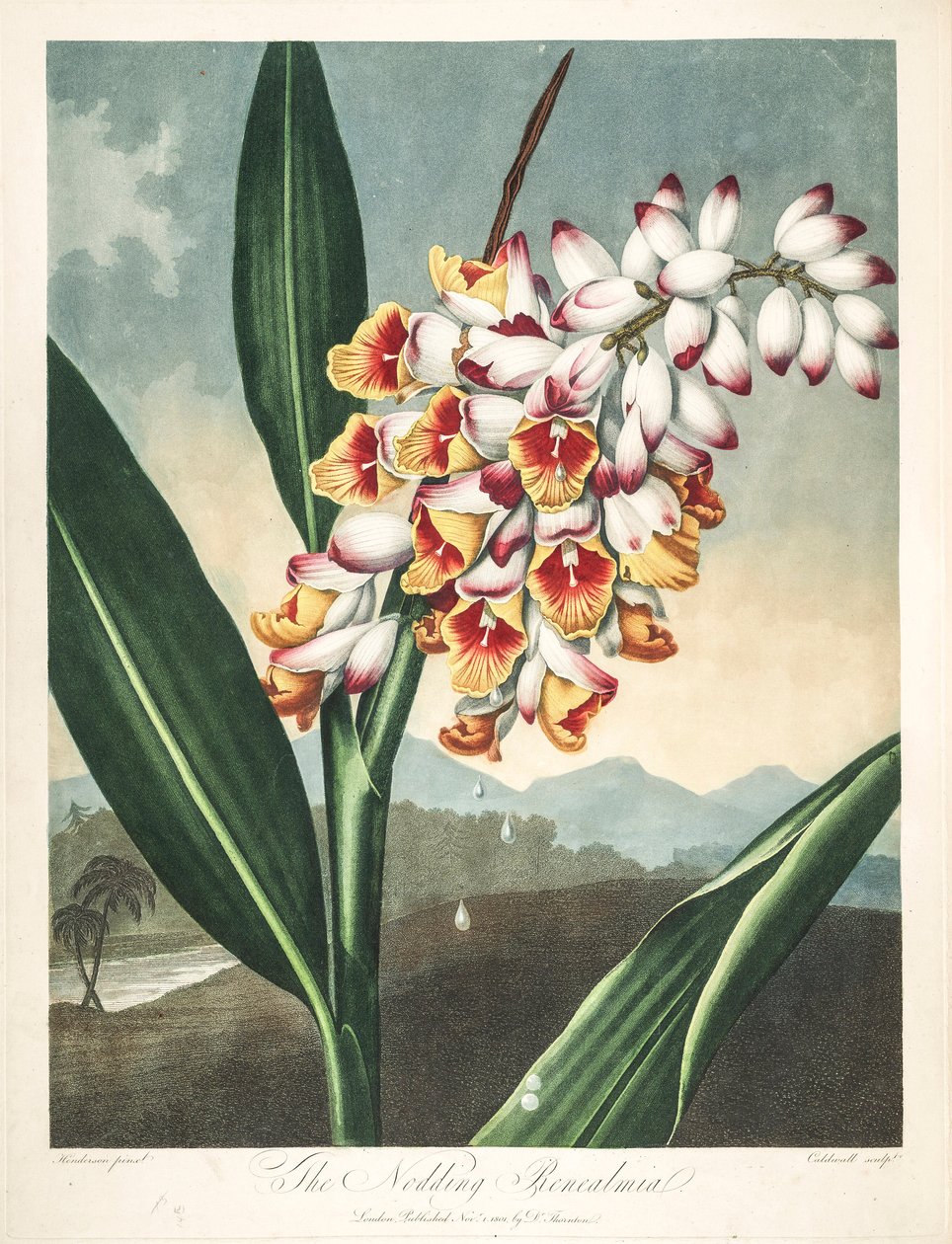 Ilustração botânica/Alpinia zerumbet, ou flor da minha alma, lágrimas da virgem, casca de gengibre ou mesmo flor do paraíso de Unbekannter Künstler