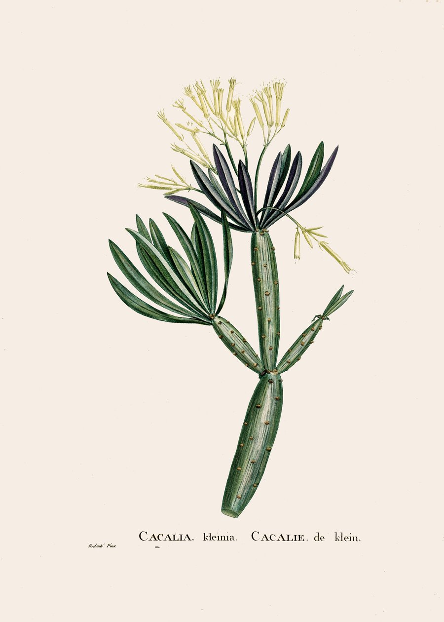 Ilustração botânica/Redoubt/Senecio kleinia/Senecon de William M. Timlin