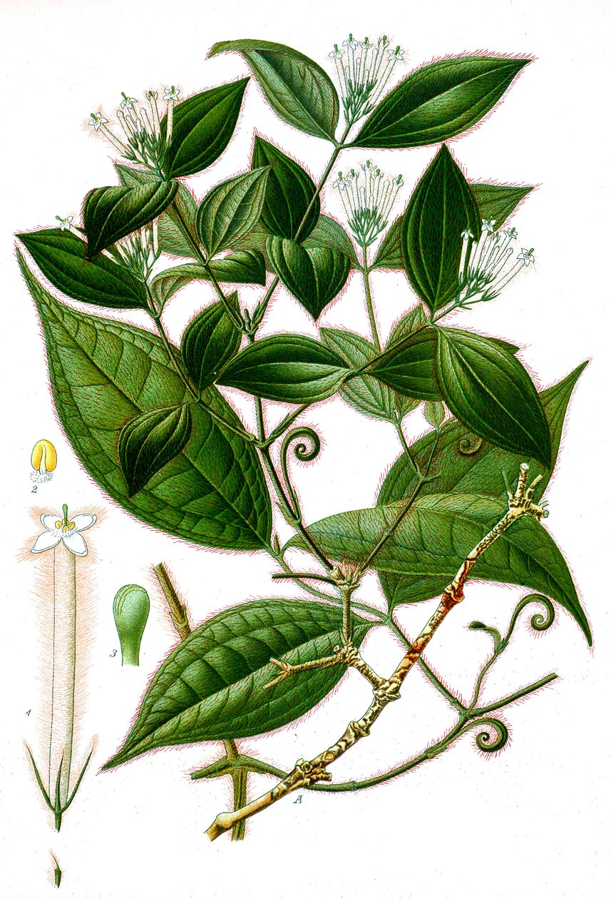 Ilustração botânica/Strychnos toxifera/Curare de Unbekannt