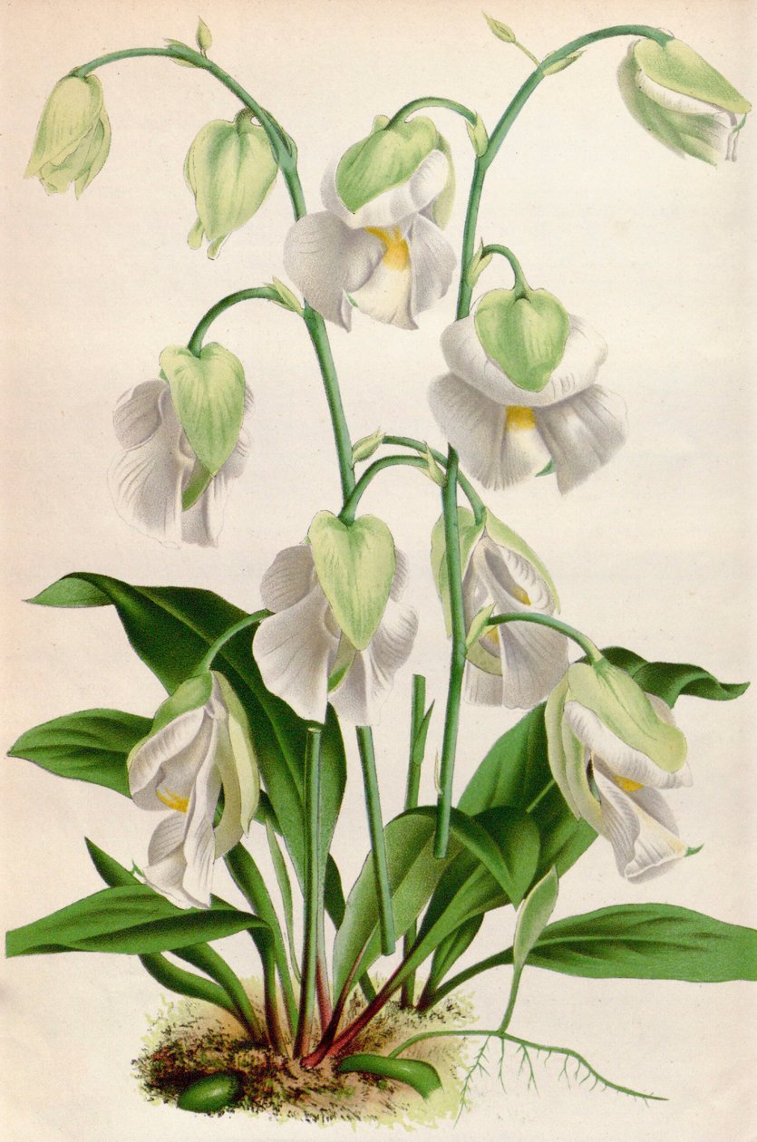 Ilustração botânica-Utricularia alpina-Utricular alpina de Unbekannt