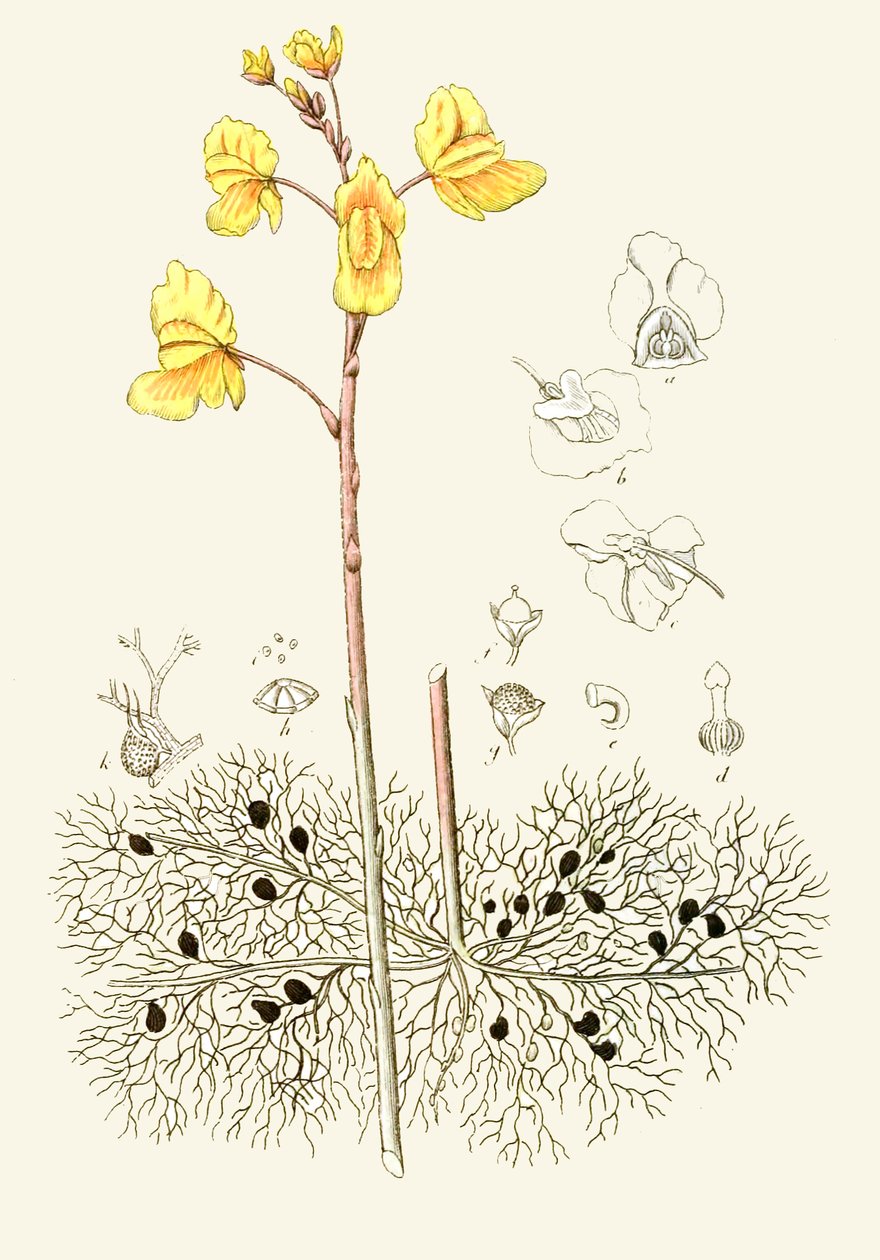 Ilustração botânica/Utricularia vulgaris/Utricularia vulgaris/Comum de Unbekannt