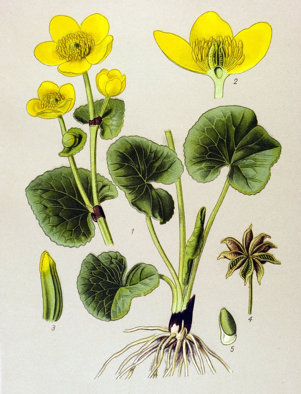 Tábua botânica. Planta venenosa (tóxica): população de pântanos (Caltha palustris) de Unbekannter Künstler