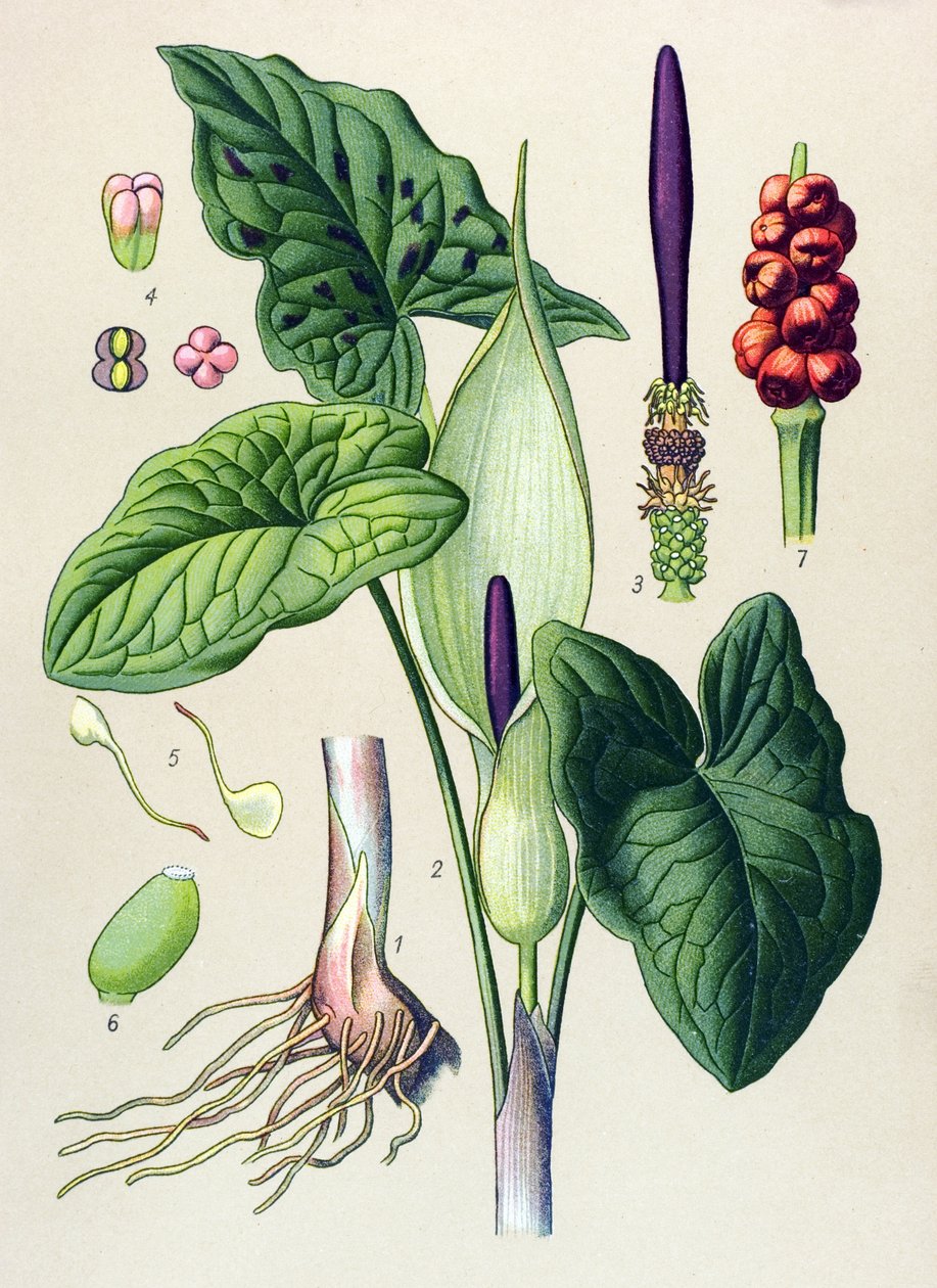 Tábua botânica. Planta venesosa (tóxica) e medicinal: mancha (Arum maculatum) de Unbekannter Künstler