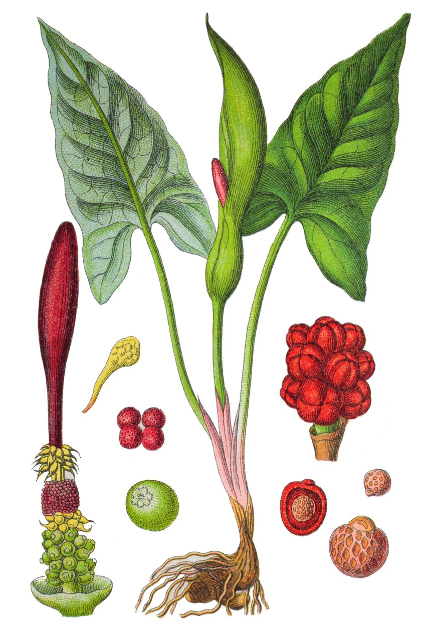 Placa botânica: arum manchado (arum selvagem ou Arum maculatum), uma planta medicinal, cromolitografia histórica de Unbekannter Künstler