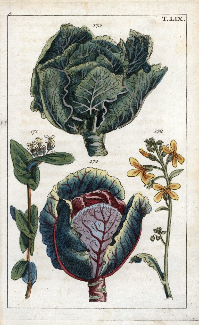 Botânica: couve, couve, Brassica oleracea capitata, flor 172 e cabeça de folhas 173, couve roxa, Brassica oleracea rubra de Unbekannter Künstler