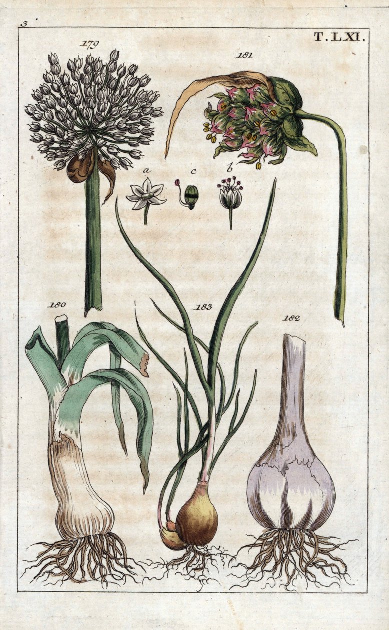 Botânica: alho-porro, alho, echalote - alho-porro, Allium pollum 179, flor de alho, Allium sativum 181, bolbo de alho 182, e chalota, Allium cepa var. aggregatum, ascalonicum de Unbekannter Künstler