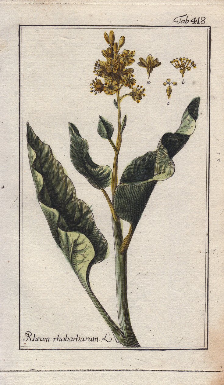 Botânica: folhas de ruibarbo - Folhas de ruibarbo, Rheum rhabarbarum. Gravura em chapa de cobre colorida à mão a partir de um desenho de B. Thanner da obra "Icons plantarum medicinalium" de Johannes Zorn, Alemanha de Unbekannter Künstler