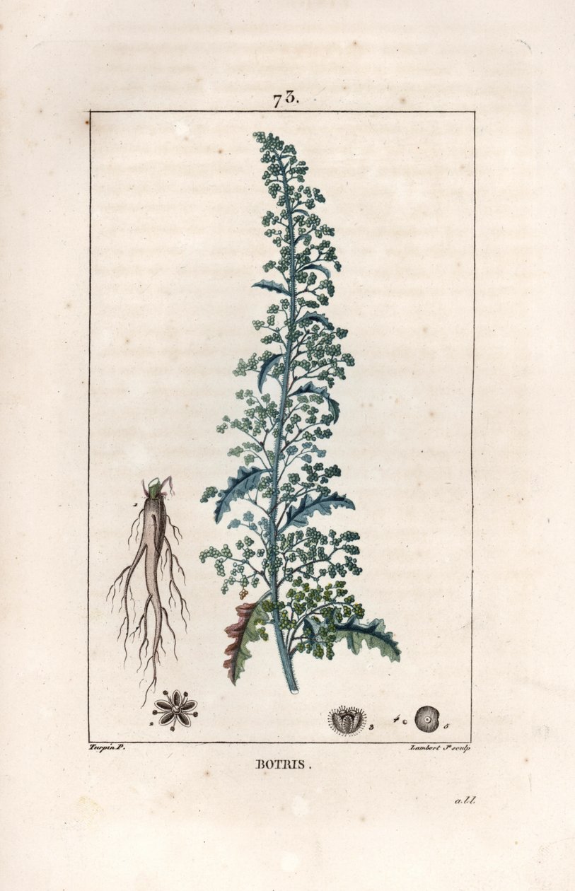 Botris (Chenopodium botrys) - Gravura de Lambert fils, a partir de um desenho de Pierre Jean François Turpin (1775-1840), de La flore medicale, de Chaumeton, Poiret et Chamberet, Paris 1830 - Dysphania botrys - Gravura de Lambert Ju de Unbekannter Künstler