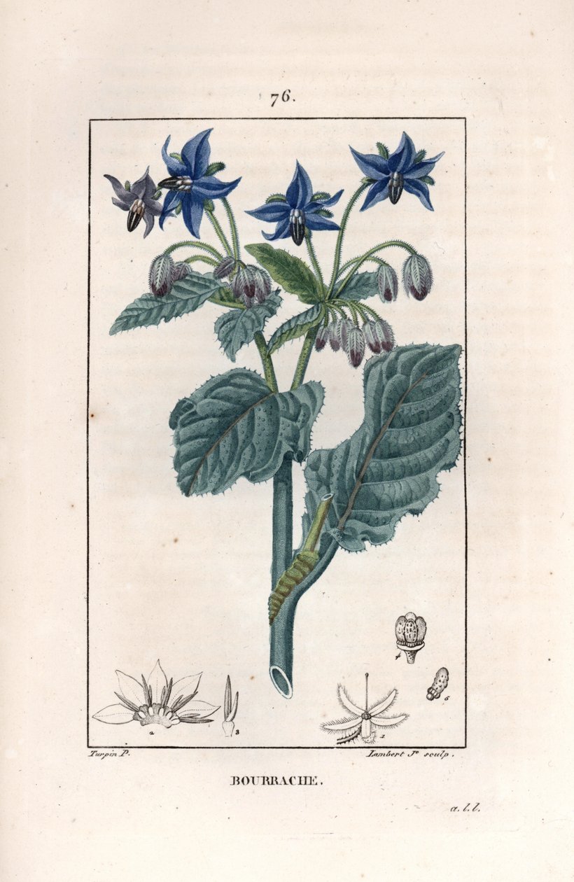 Bourrache officinale - Gravura de Lambert fils, a partir de um desenho de Pierre Jean François Turpin (1775-1840), de La flore medicale, de Chaumeton, Poiret et Chamberet, Paris 1830 - Borragem ou flor-estrela, Borago officinalis - Gravura de Lambert Junio de Unbekannter Künstler