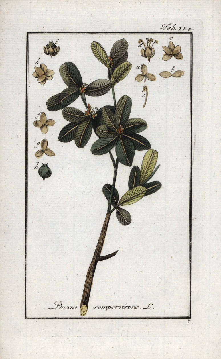 Buxo ou ainda buxo verde (Buxus sempervirens). Litografia de "Afbeelding der Artseny-Gewassen" de Johannes Zorn (1739-1799), Países Baixos de Unbekannter Künstler