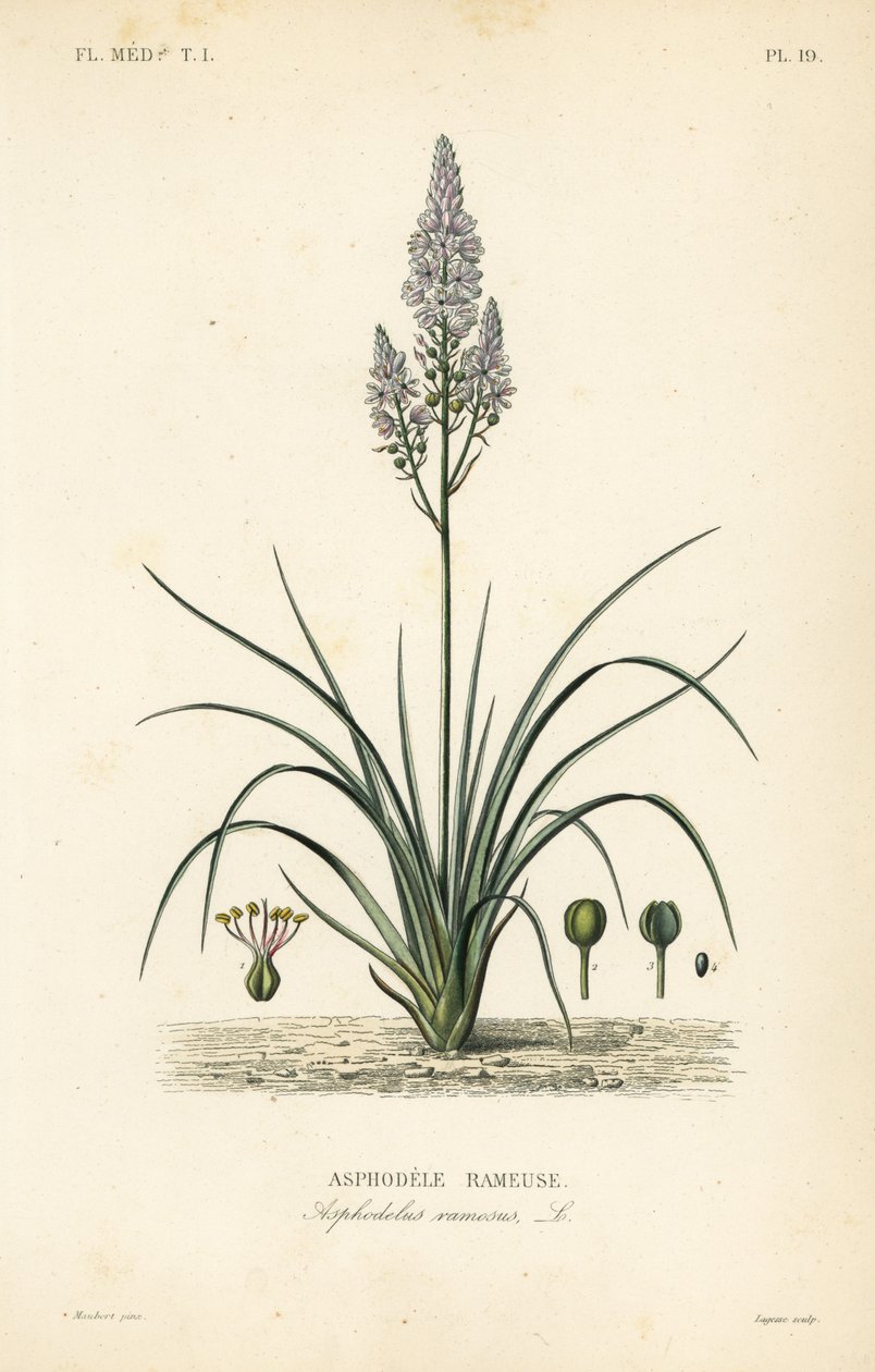 Asphodel ramificado, Asphodelus ramosus, Asphodele rameuse de Unbekannt