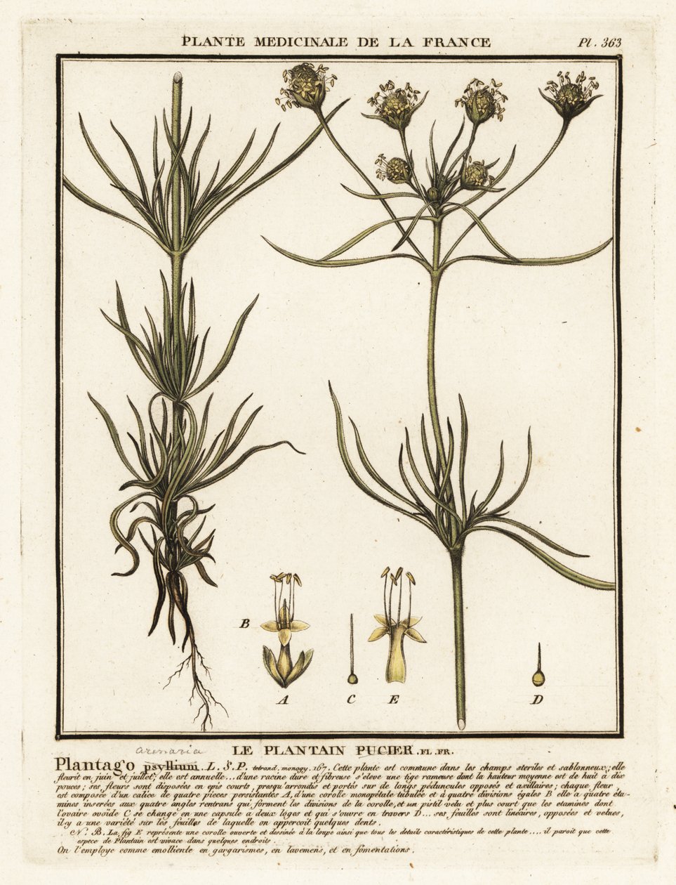 Plátano ramificado, Plantago indica. de Unbekannter Künstler