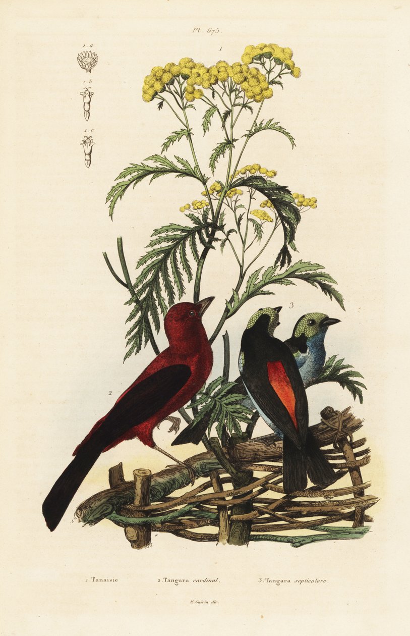 Tanager brasileiro, Ramphocelus bresilius, e tanager paraíso, Tangara chilensis de Unbekannt