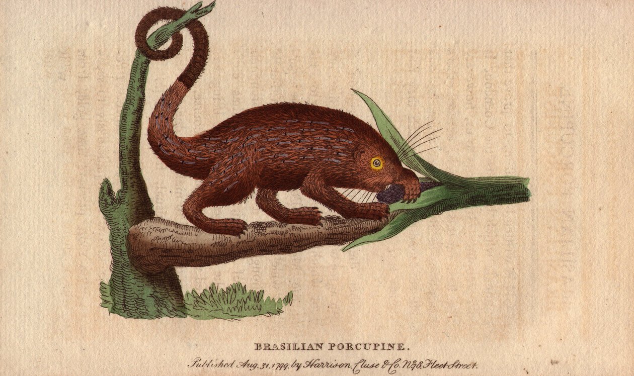 Porco épico bresiliano (Coendou prehensilis), porco épico americano semi-arbóreo das variedades tropicais, cuja cauda preênsil lhe permite trepar às árvores. Desenho de Thomas Pennant (1726-1798). Litografia em The Naturalist Pocket Magazine ou Cabinet com de Unbekannter Künstler