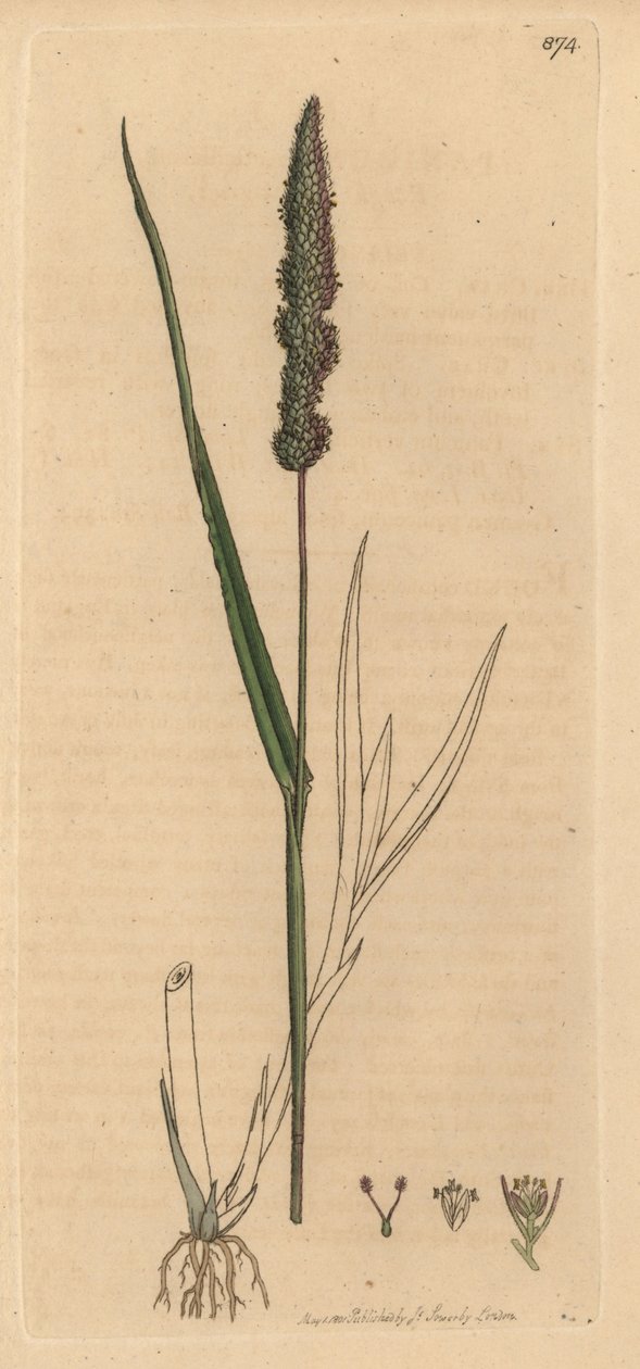 Setaria verticillata (Panicum verticillatum) (setaire verde) Gravura a cores em chapa de cobre, após desenho de James Sowerby para o livro English Botany de James Smith de Unbekannter Künstler