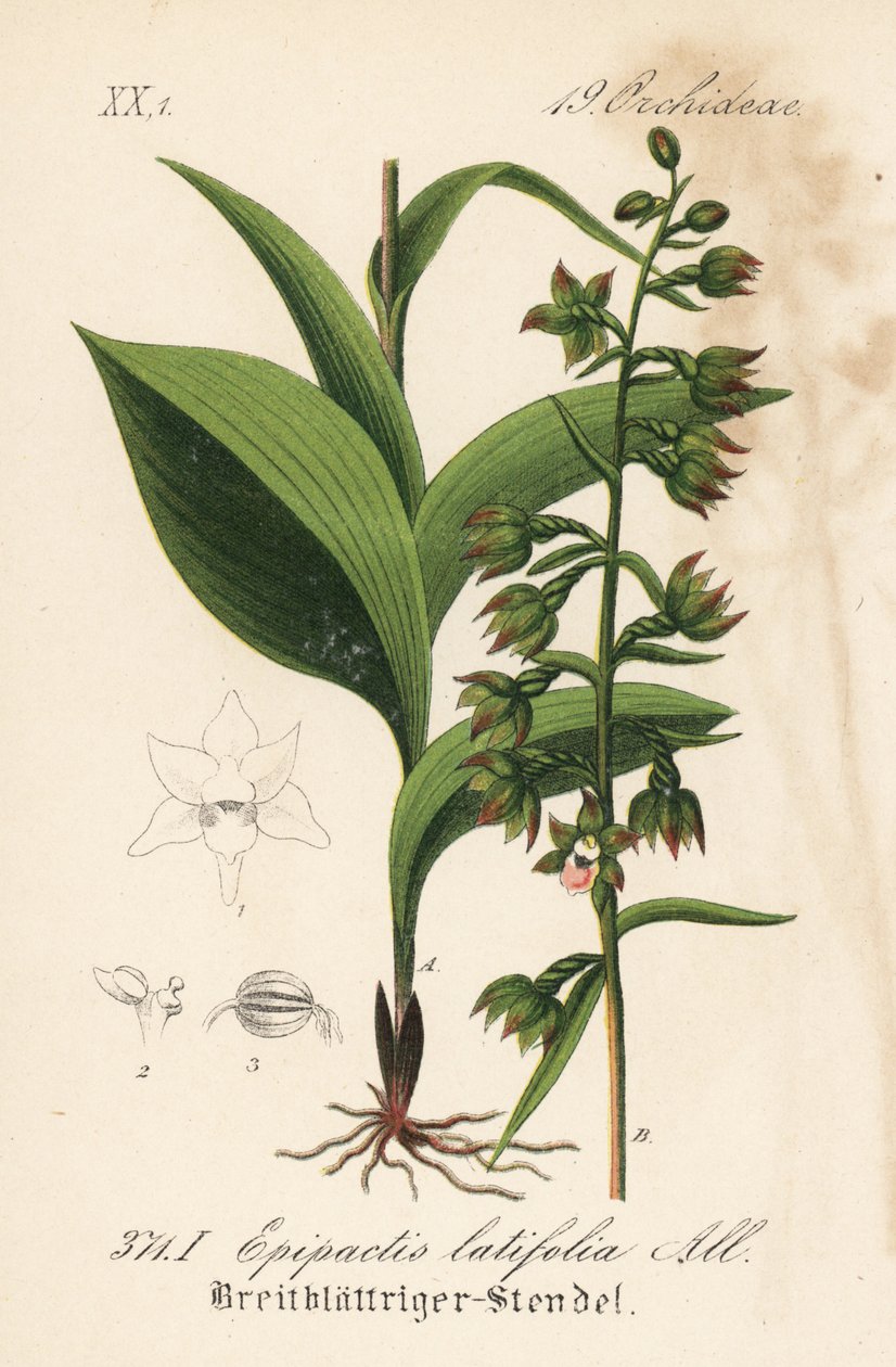 Epipactis latifolia - Epipactis latifolia (Epipactis latifolia). Litografia colorida à mão da Flora alemã (Flora von Deutschland) de Diederich von Schlechtendal, Jena de Unbekannter Künstler