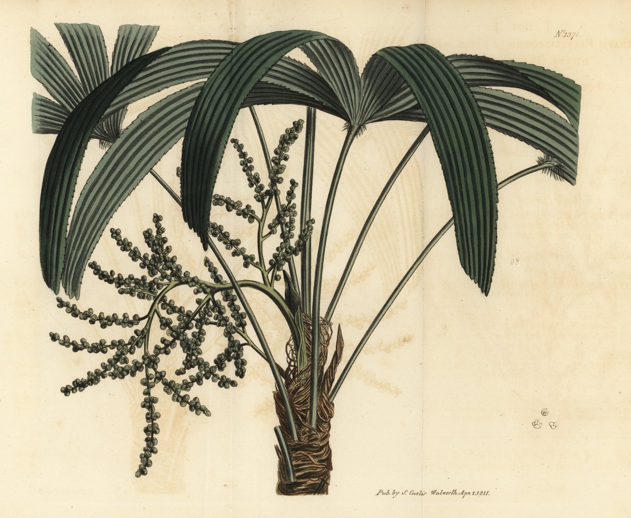 Broadleaf lady palm, Rhapis excelsa (Ratã anã anã terrestre macho, Rhapis flabelliformis mas de Unbekannt
