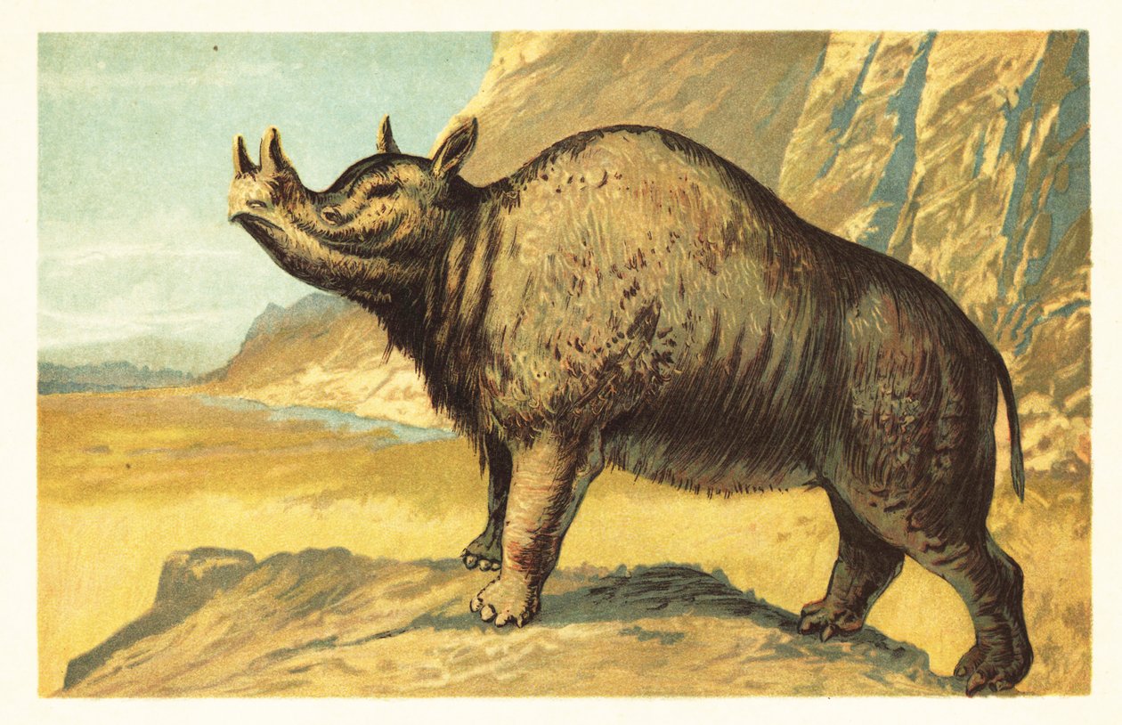 Brontops robustus ou Megacerops robustus.1908 (litografia) de Unbekannter Künstler