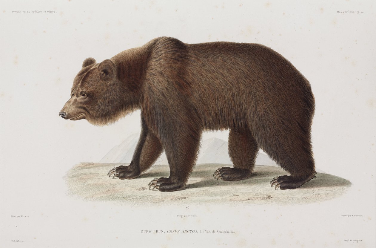 Urso castanho, Kamchatka, Rússia de Unbekannt