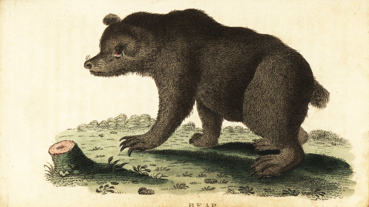 Urso castanho, Ursus arctos.,1800 (gravura) de Unbekannter Künstler