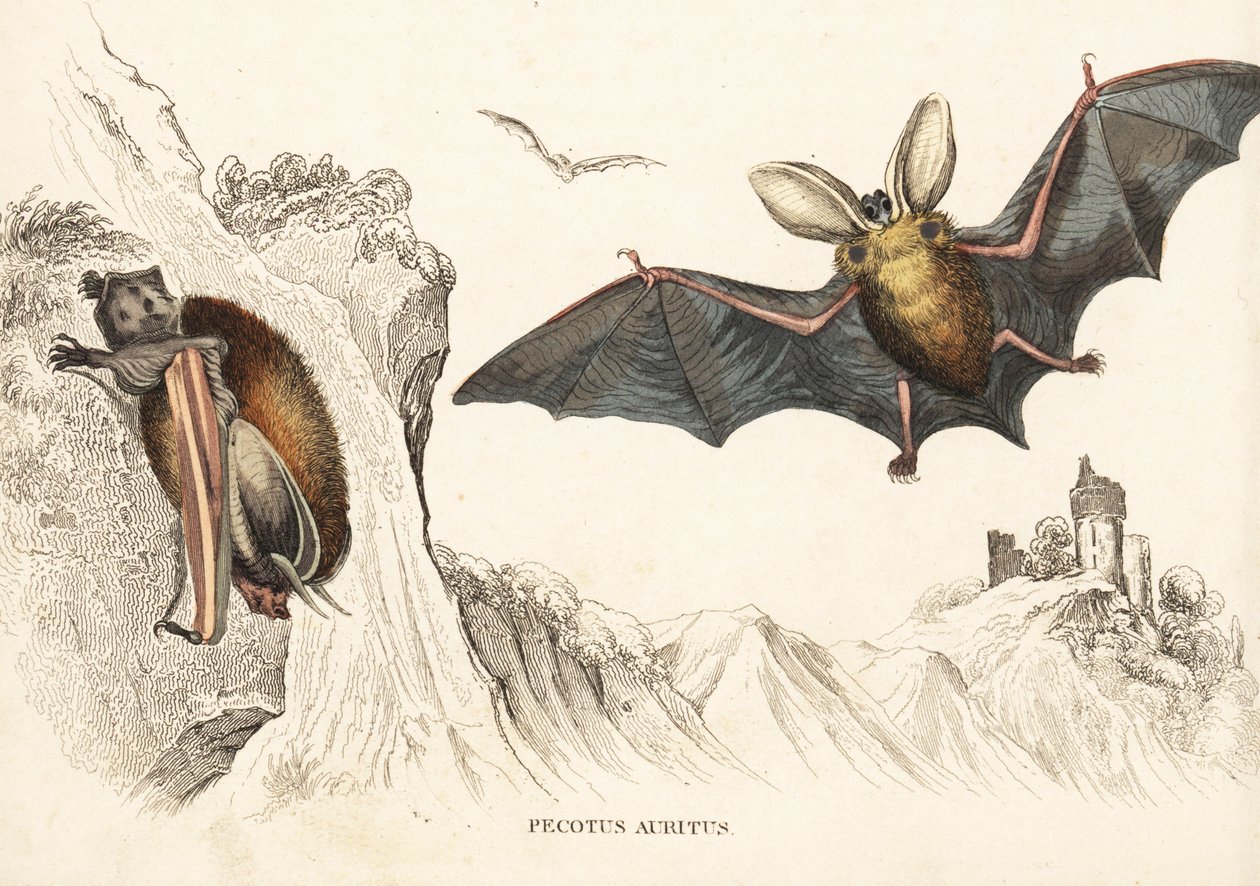 Braunes Langohren oder Gemeines Langohren. Handkolorierte Stahlgravur aus Georg Friedrich Treitschkes Galerie der Naturgeschichte, Naturhistorischer Bildersaal des Thierreiches, Leipzig-1842. von Unbekannter Künstler