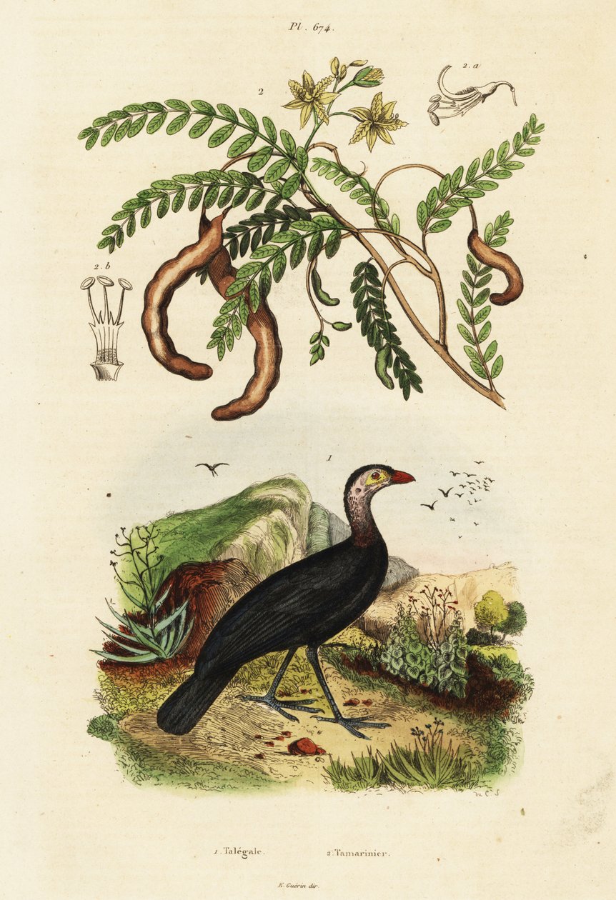 Brushturkey e tamarindo.,1834-1839 (gravura) de Unbekannter Künstler