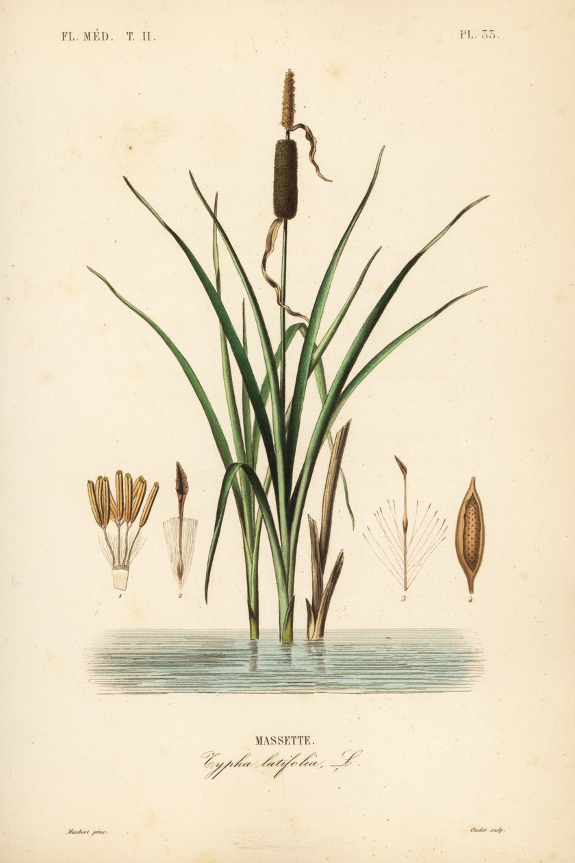 Bulrush ou rabo de gato de folhas largas, Typha latifolia, Massette de Unbekannt