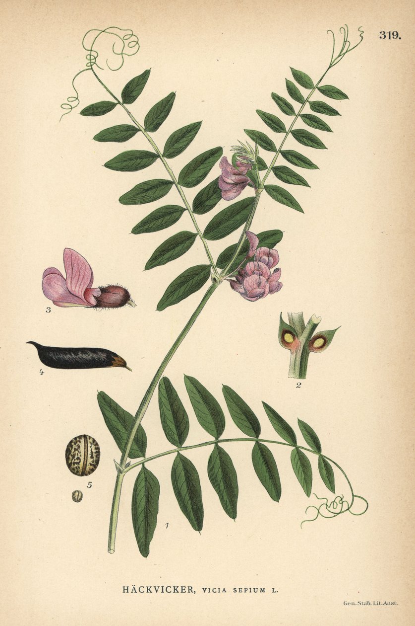 Ervilhaca do mato, Vicia sepium de Unbekannter Künstler