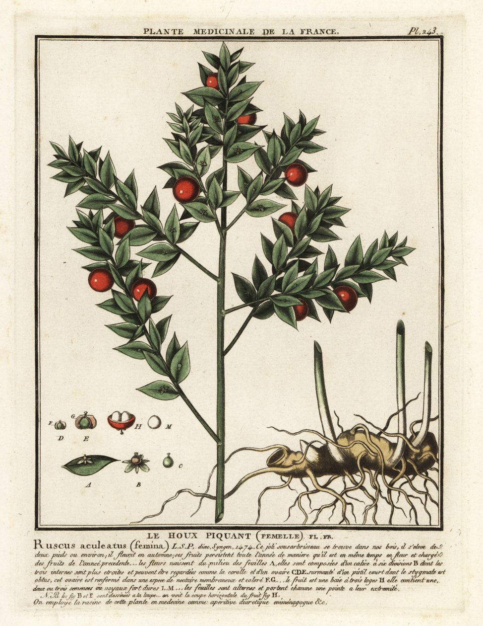 Vassoura de açougueiro, Ruscus aculeatus. de Unbekannter Künstler