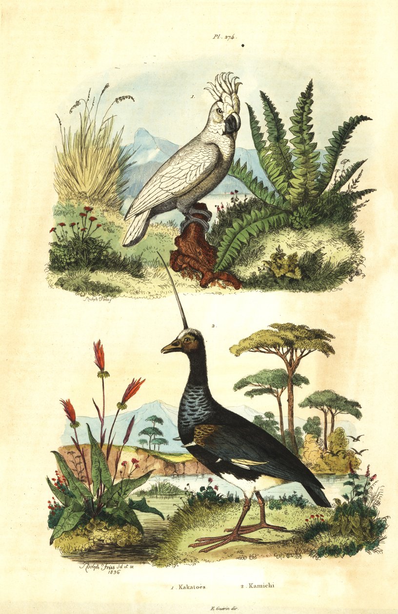 Cacatua galerita, Cockatoo com crista de enxofre e screamer com chifres, Anhima cornuta Kakatoes et kamichi de Unbekannt