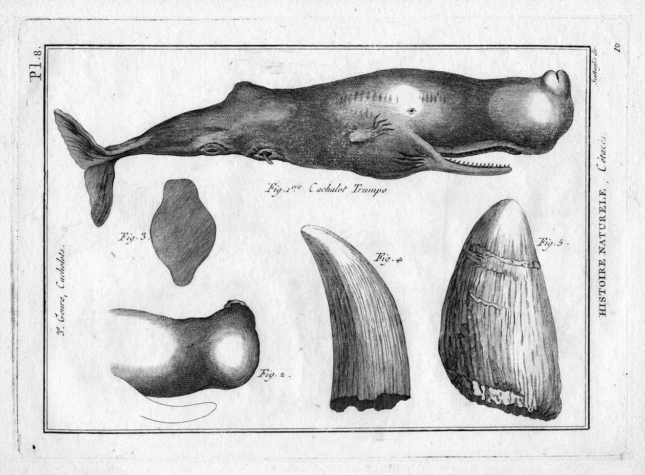 Cachalot trumpo (a trompe) em "Painting Encyclopedique et Methodique des trois Regnes de la Nature" de Pierre Joseph Bonnaterre (1762-1804). Paris 1784. de Unbekannter Künstler