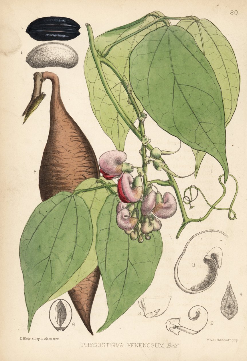 Feijão de Calabar ou feijão de calabar. Physostigma venenosum. Litografia colorida à mão de Hanhart a partir de uma ilustração botânica de David Blair da obra Medicinal Plants de Robert Bentley e Henry Trimen, Londres de Unbekannter Künstler