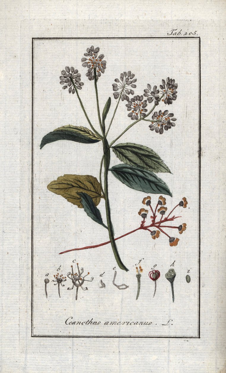 Lilás da Califórnia (Ceanothus americanus). Litografia de "Afbeelding der Artseny-Gewassen" de Johannes Zorn (1739-1799), Países Baixos de Unbekannter Künstler