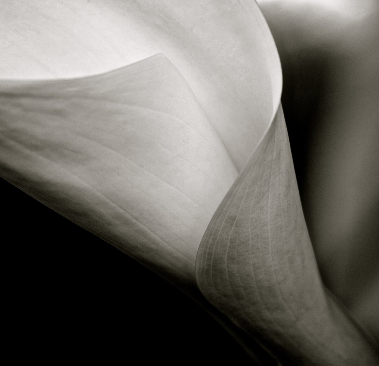 Callalily, 2015 (foto a p/b) de William M. Timlin
