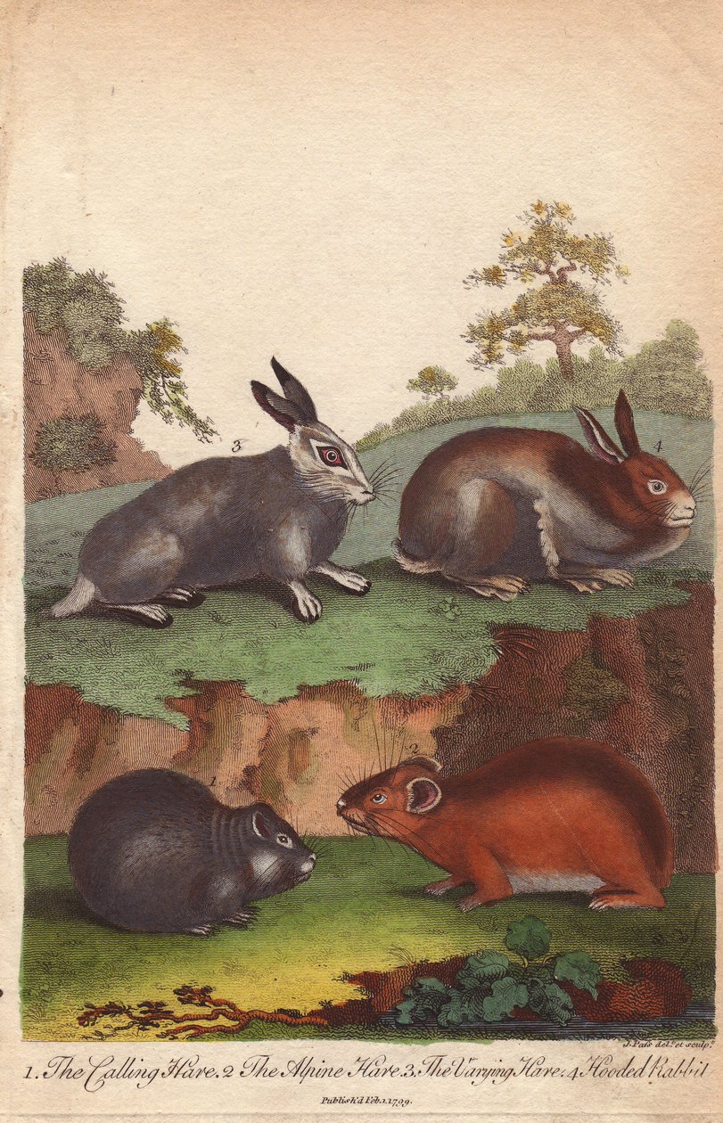 Lebre-dos-campos, lebre-alpina, lebre-variante e coelho-de-capuz Oryctolagus cuniculus, Lepus capensis, Lepus timidus de Unbekannter Künstler