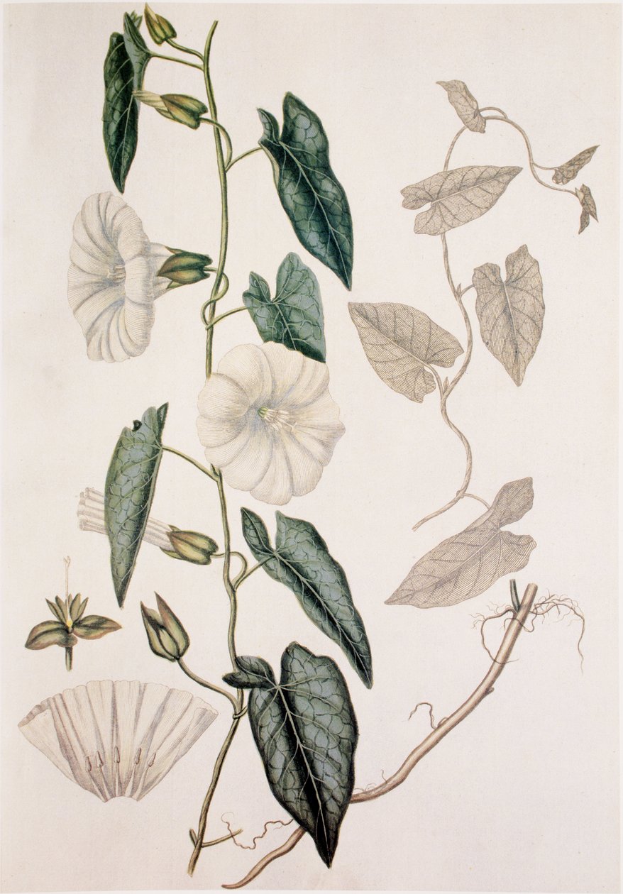 Calystegia sepium/Convolvulus sepium/Hedge Bedding de Unbekannt