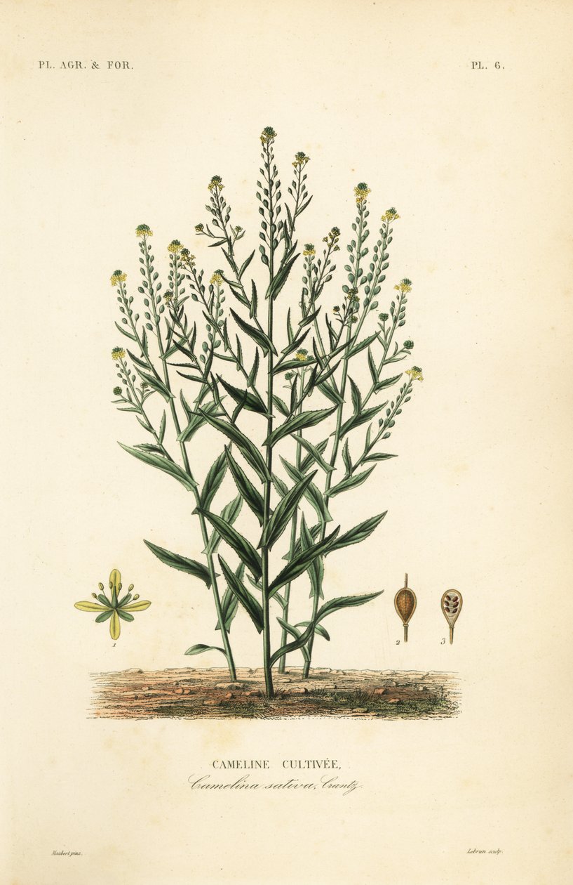 Camelina ou falso linho, Camelina sativa, Cameline cultivee de Unbekannt