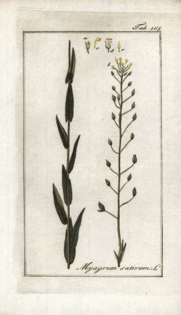 Camelina ou basarda de linho ou sésamo da Alemanha (Camelina sativa). Litografia de "Afbeelding der Artseny-Gewassen" de Johannes Zorn (1739-1799), Países Baixos de Unbekannter Künstler