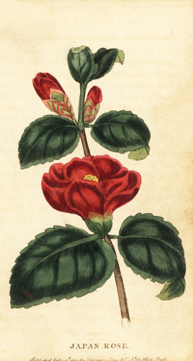 Camélia ou rosa japonesa, Camellia japonica. ,1800 (gravura) de Unbekannter Künstler