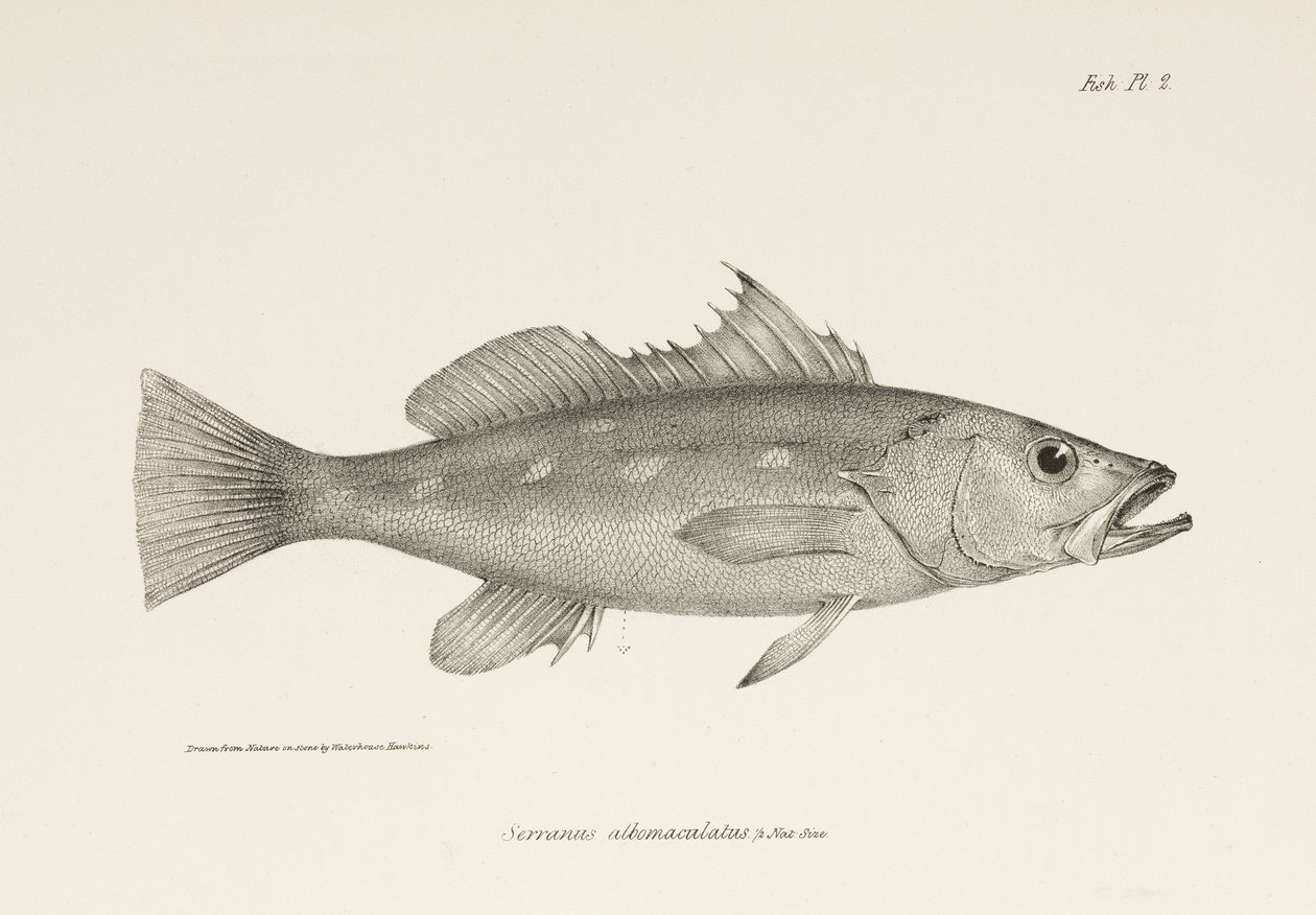 Camotillo, Oceano Pacífico, c 1832-1836 de Unbekannter Künstler