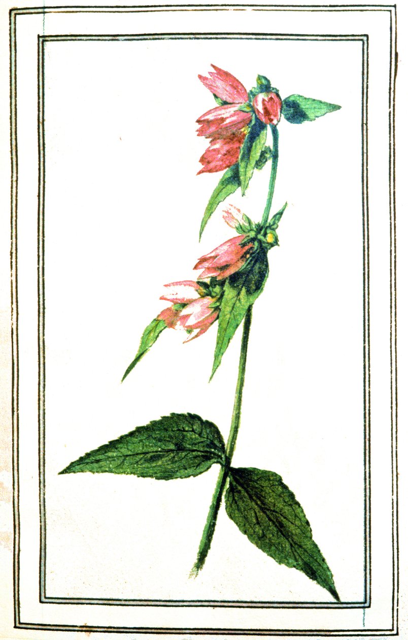 Campanula comum de Unbekannter Künstler
